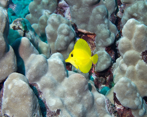 Yellow Tang