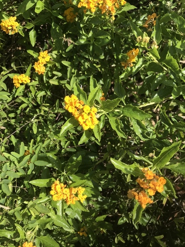 Lantana depressa var. floridana