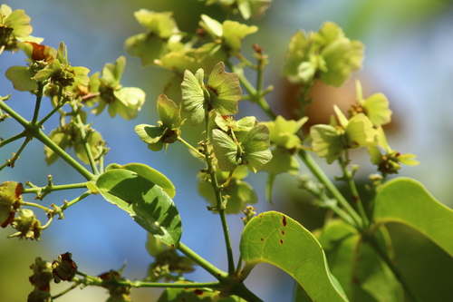 Aenigmatanthera