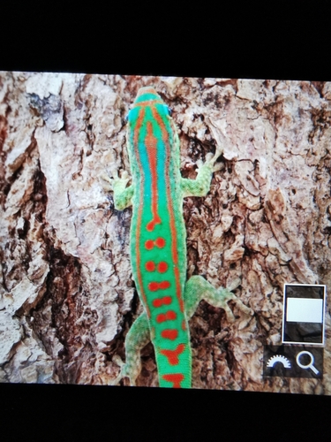 Orange-spotted Day Gecko