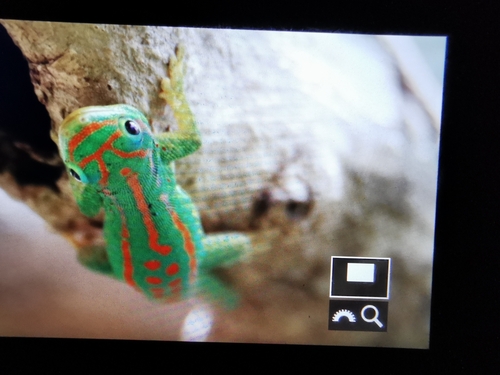 Orange-spotted Day Gecko