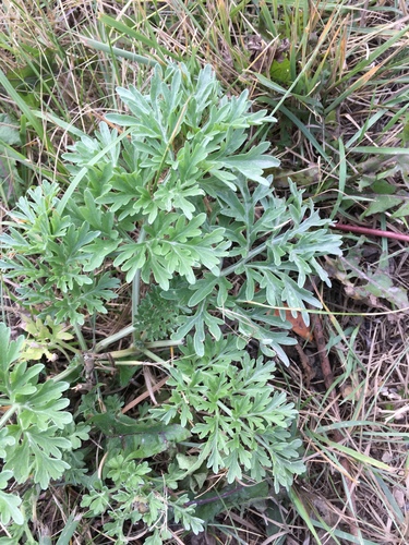 Pelynas nuotrauka