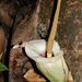 Amorphophallus barthlottii - Photo (c) Dr. Alexey Yakovlev, todos los derechos reservados, subido por Dr. Alexey Yakovlev