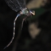 Pale-banded Darner - Photo (c) Luke Berg, all rights reserved, uploaded by Luke Berg