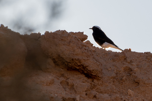 White-crowned Wheatear