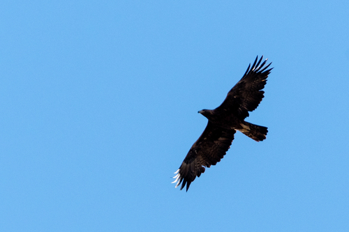 Golden Eagle