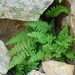 Rocky Mountain Woodsia - Photo (c) James Kamstra, all rights reserved, uploaded by James Kamstra