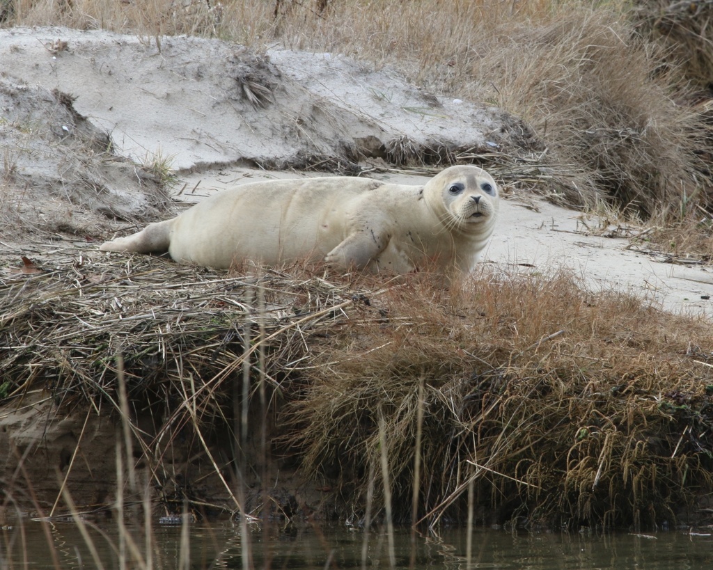 Atlantic Harbor Seal from Loring Ave, West Dennis, MA, US on December