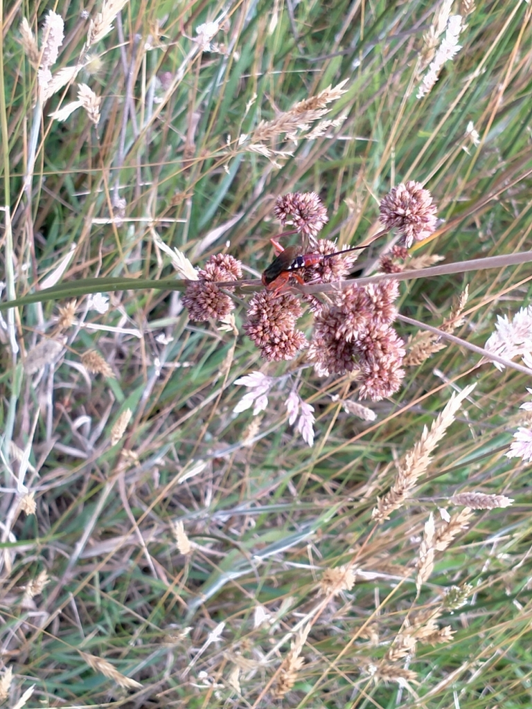 Insects from Flinders VIC 3929, Australia on December 26, 2022 at 10:10 ...