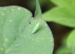 Hortensia similis image
