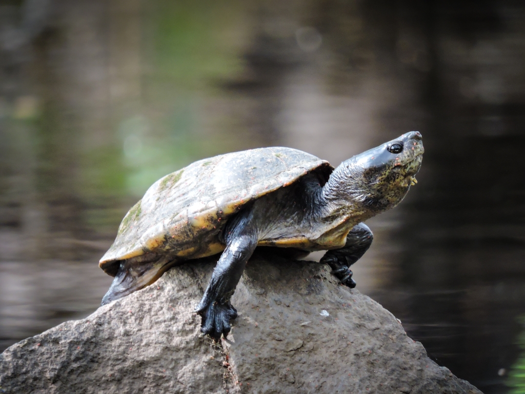 Mexican Mud Turtle from Soyaniquilpan de Juárez on December 18, 2022 at ...