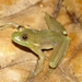 Bolivian Harlequin Frog - Photo (c) Rodrigo Villa, all rights reserved, uploaded by Rodrigo Villa