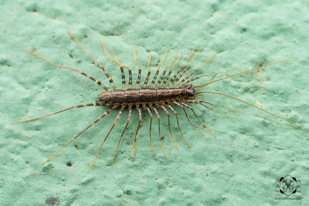 Longlegged Centipedes from Puntarenas, Puntarenas, Costa Rica on