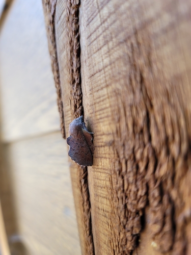 iNaturalist observation photo of American Lappet Moth