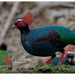 Crested Partridge - Photo (c) Chen Gim Choon, all rights reserved, uploaded by Chen Gim Choon
