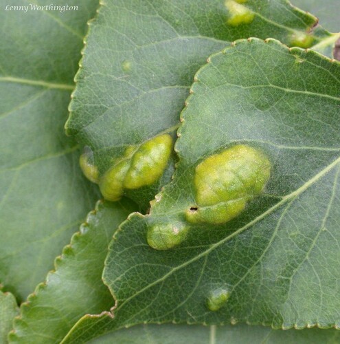 Poplar Leaf Curl
