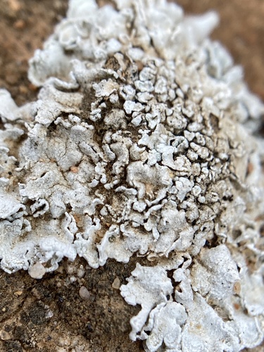 Solenopsora cladonioides