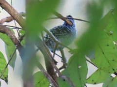 Thamnophilus doliatus image