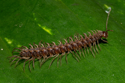 Genus Nagaxytes · iNaturalist