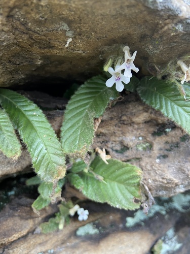 Streptocarpus latens