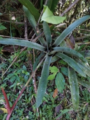 Aechmea pubescens image