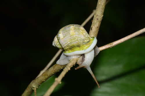 Otostomus signatus