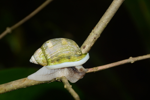 Otostomus signatus