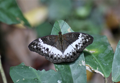 Common Glider