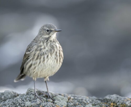 Rock Pipit
