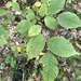 photo of American Hophornbeam (Ostrya virginiana)
