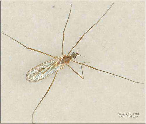 Cheilotrichia stigmatica