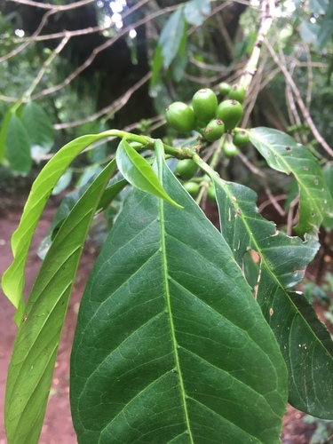 Coffee