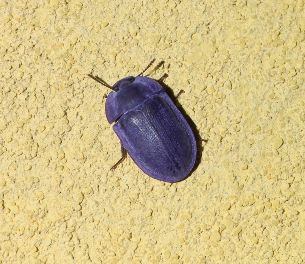 blue piedish beetles from Grant St/Hampton St, Brighton VIC 3186