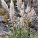 Cortaderia selloana - Photo (c) patrick-mcbride, όλα τα δικαιώματα διατηρούνται, uploaded by patrick-mcbride