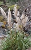 Pampas Grass - Photo (c) patrick-mcbride, all rights reserved, uploaded by patrick-mcbride
