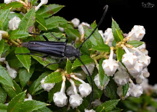 Sybilla krahmeri