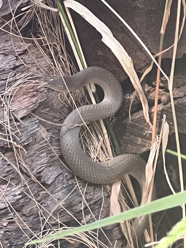 Burton's Snake-lizard from Dooragan National Park, Laurieton, NSW, AU ...