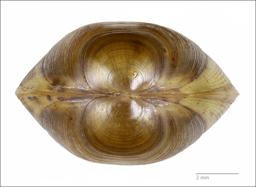 Rhomboid Fingernailclam