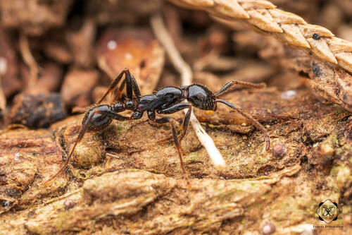 多毛内瓦蚁Neivamyrmex pilosus