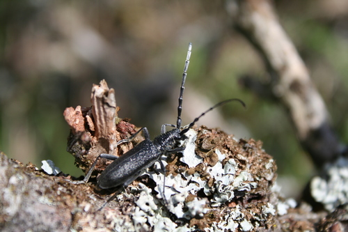 Capricorn beetle
