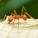 Hairy-headed Leafcutter Ant - Photo (c) Winsten Slowswakey, all rights reserved, uploaded by Winsten Slowswakey