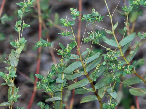 hyssop spurge