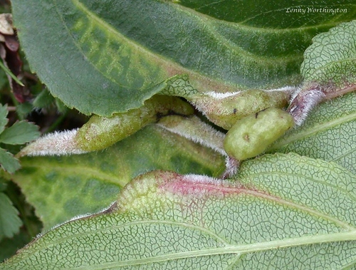Trichochermes walkeri nuotrauka