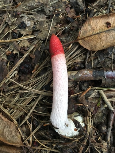 red stinkhorn