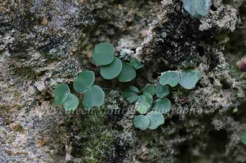 Adiantum juxtapositum