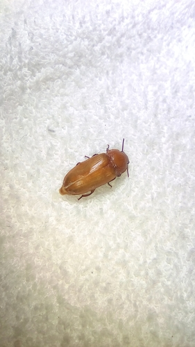 Yellow Mealworm Beetle