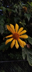 Tithonia diversifolia image