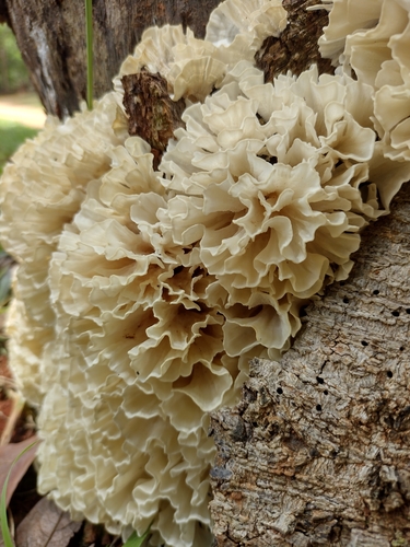 poretooth rosette