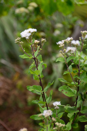 Koanophyllon villosum (Sw.) R.M.King & H.Rob.