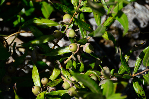 Running Oak